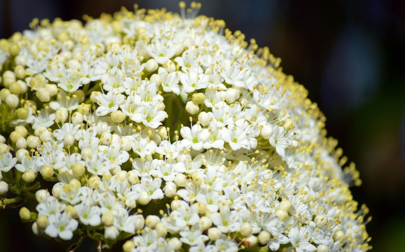 Elderflower Lemonade
